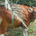 Sapi Distannak Aset Musi Rawas Dijual Penggaduh